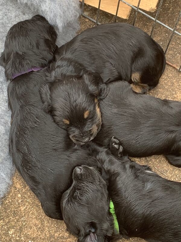 Cocker Spaniel puppies for sale in Dawlish, Devon – KC registered, 9 weeks old