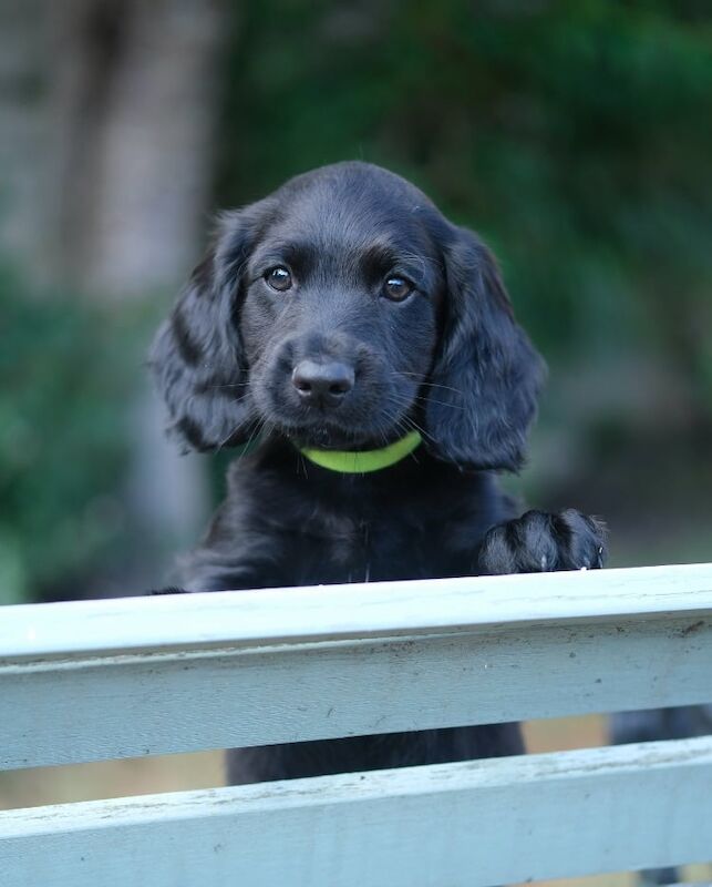 Cocker Spaniel puppies for sale in Dawlish, Devon – KC registered, 11 weeks old - Image 2 of 3