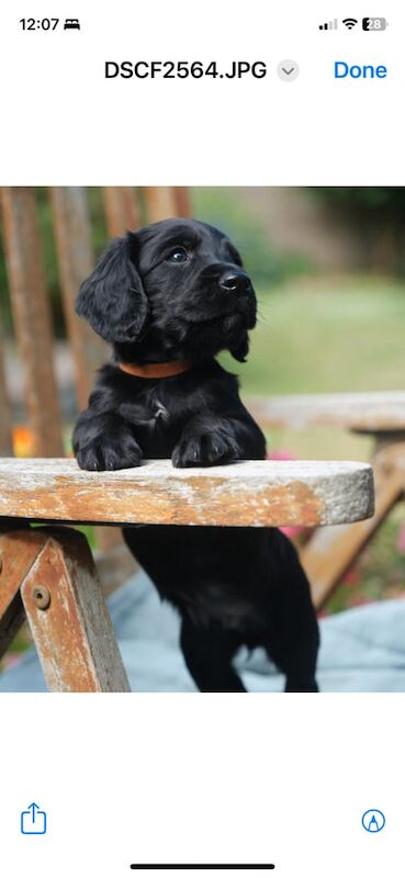 Cocker Spaniel puppies for sale in Dawlish, Devon – KC registered, 11 weeks old - Image 3 of 3
