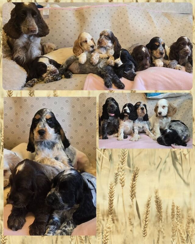 Cocker Spaniel puppies for sale in Banbridge, County Down – KC registered, 9 weeks old