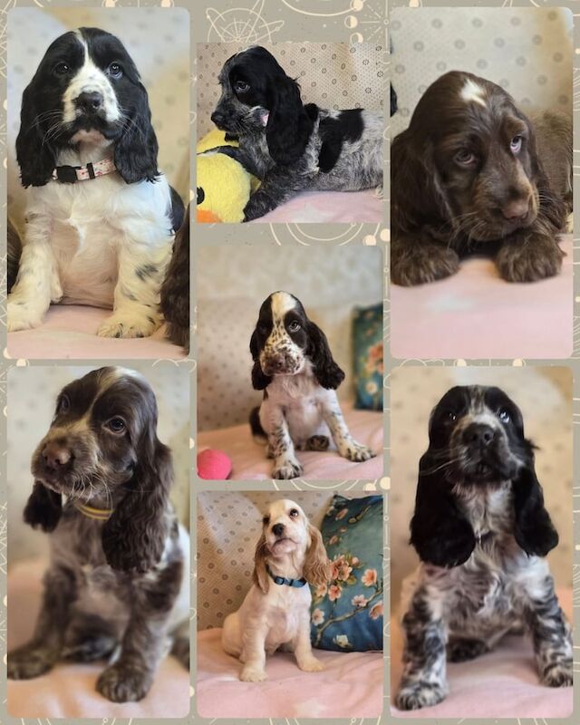 Cocker Spaniel puppies for sale in Banbridge, County Down – KC registered, 12 weeks old - Image 2 of 2