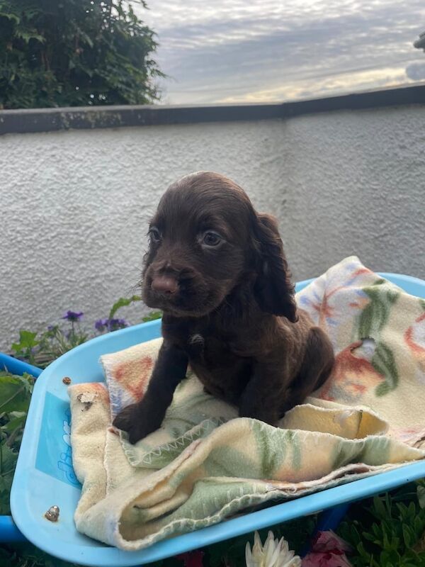 Cocker Spaniel puppies for sale in Downpatrick, County Down – 9 weeks old