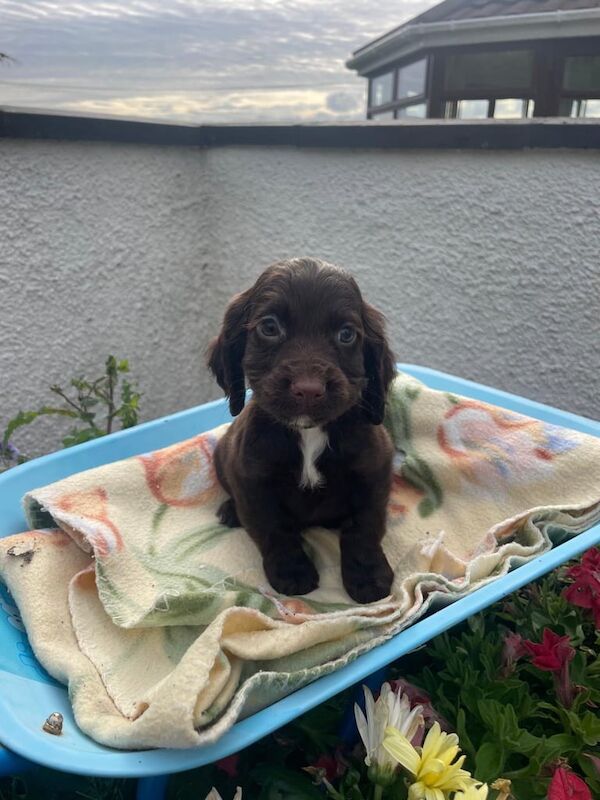 Cocker Spaniel puppies for sale in Downpatrick, County Down – 9 weeks old - Image 2 of 3