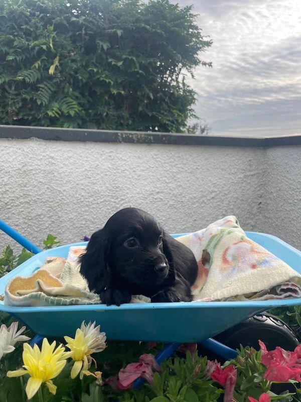 Cocker Spaniel puppies for sale in Downpatrick, County Down – 9 weeks old - Image 3 of 3