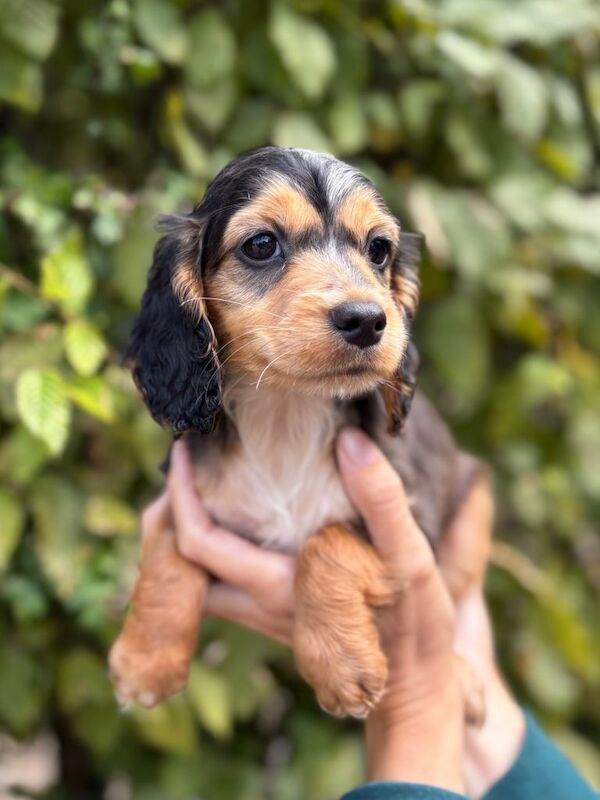 Pedigree Cocker Spaniel Puppies