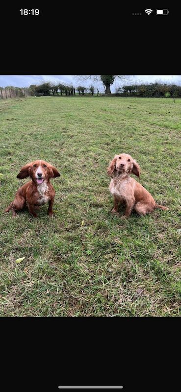 Cocker Spaniel puppies for sale in Newry, County Armagh – KC registered, 1 year old - Image 1 of 3