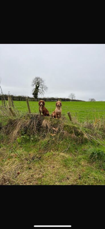 Cocker Spaniel puppies for sale in Newry, County Armagh – KC registered, 1 year old - Image 2 of 3
