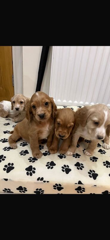 Cocker Spaniel puppies for sale in Newry, County Armagh – KC registered, 1 year old - Image 3 of 3
