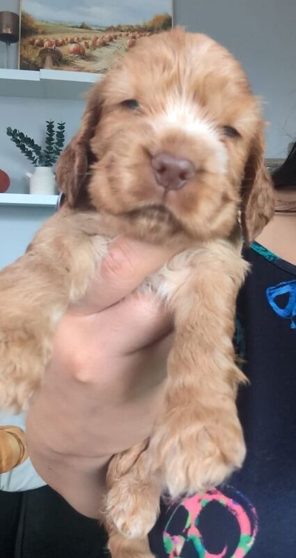 Cocker Spaniel puppies for sale in Broughty Ferry, City of Dundee – KC registered, 4 weeks old