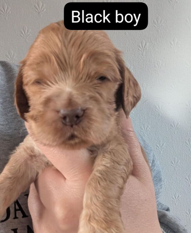 Cocker Spaniel puppies for sale in Broughty Ferry, City of Dundee – KC registered, 4 weeks old - Image 2 of 5