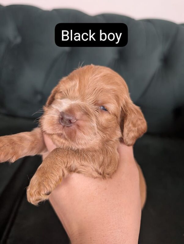 Cocker Spaniel puppies for sale in Broughty Ferry, City of Dundee – KC registered, 4 weeks old - Image 3 of 5