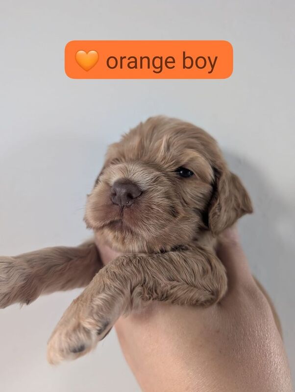 Cocker Spaniel puppies for sale in Broughty Ferry, City of Dundee – KC registered, 4 weeks old - Image 4 of 5