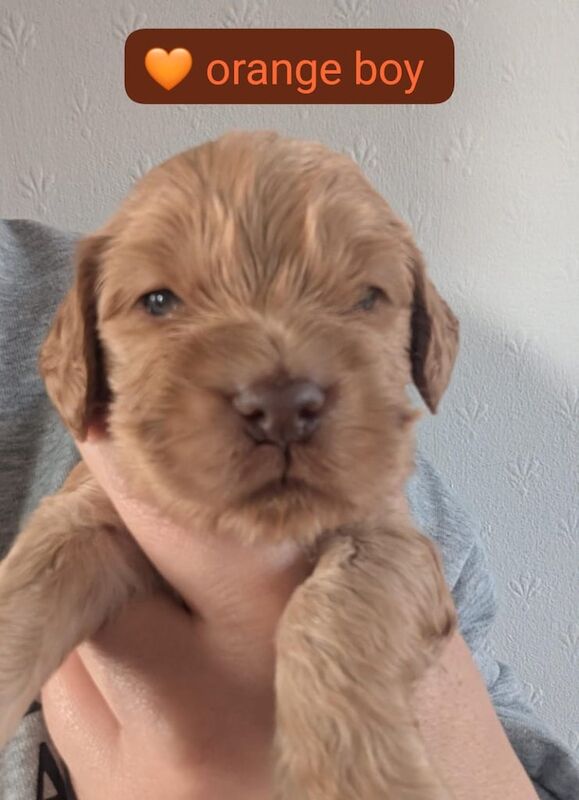 Cocker Spaniel puppies for sale in Broughty Ferry, City of Dundee – KC registered, 4 weeks old - Image 5 of 5