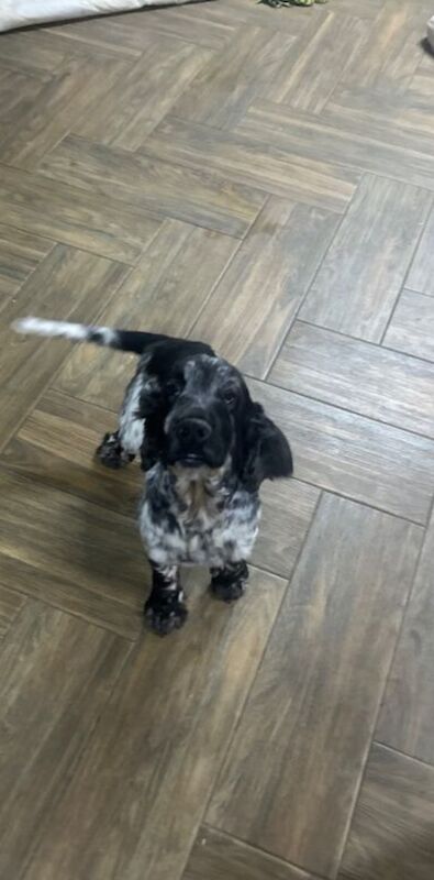 Cocker Spaniel puppies for sale in Wisbech, Cambridgeshire – 4 years old