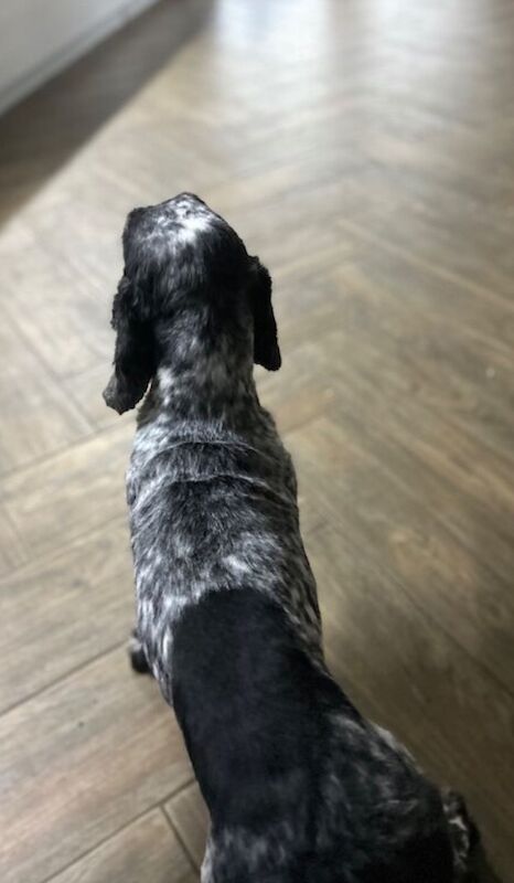 Cocker Spaniel puppies for sale in Wisbech, Cambridgeshire – 4 years old