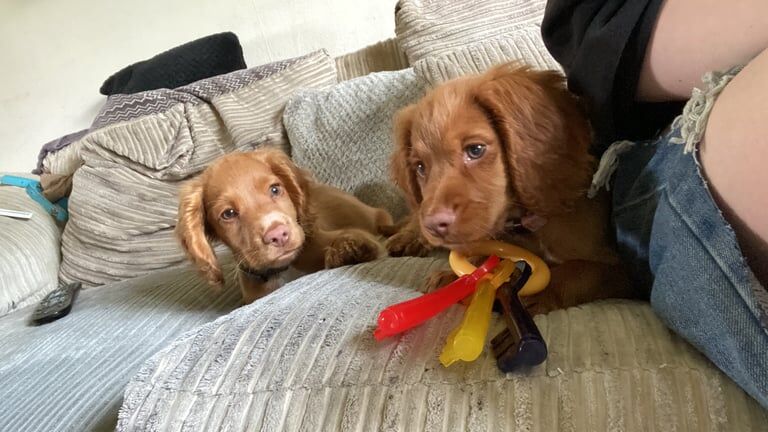 Cocker Spaniel Puppies For Sale