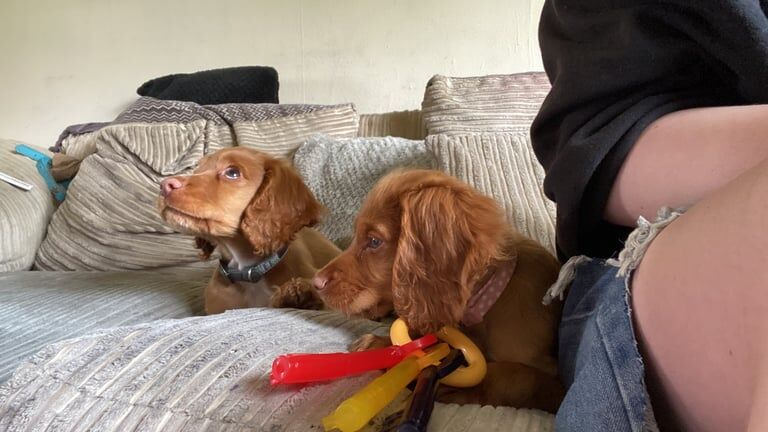 Cocker Spaniel puppies for sale in Dukinfield, Greater Manchester – 10 weeks old - Image 2 of 2
