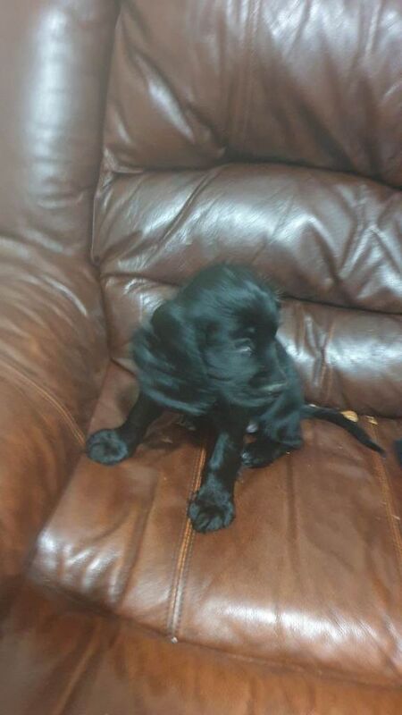 Cocker Spaniel puppies for sale in Dunmurry, County Antrim – 3 months old