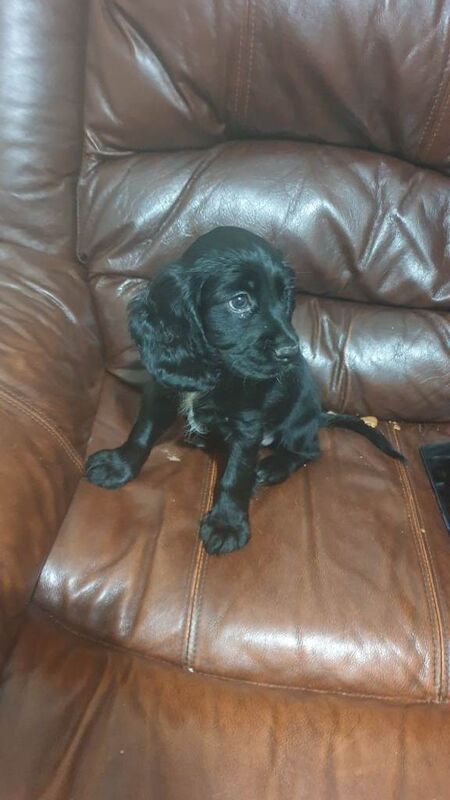 Cocker Spaniel puppies for sale in Dunmurry, County Antrim – 3 months old - Image 2 of 2