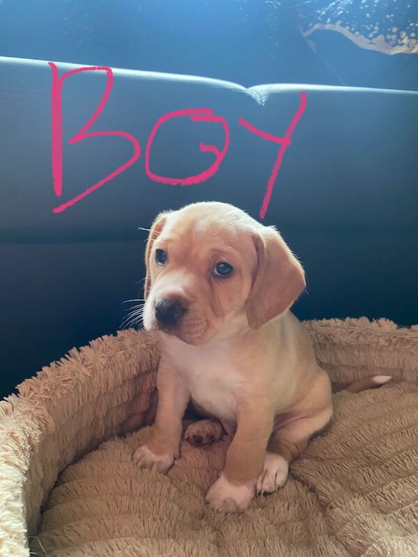 Puppies for sale in Newcastle upon Tyne, Tyne and Wear - Image 1