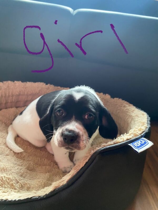 Puppies for sale in Newcastle upon Tyne, Tyne and Wear - Image 2