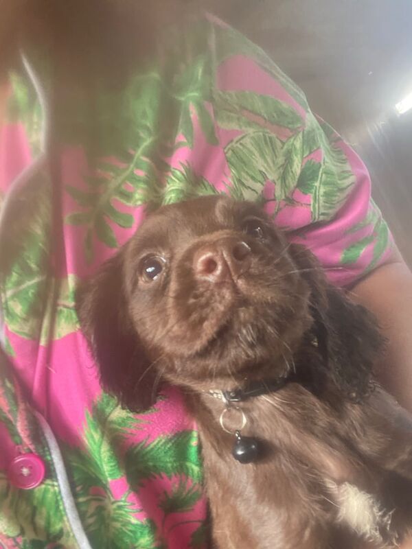 Puppies for sale in Guildford, Surrey
