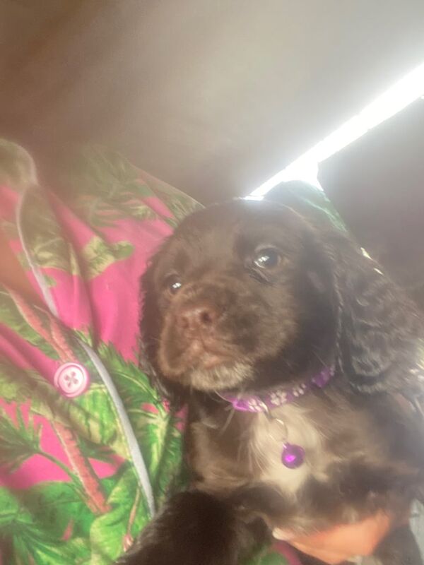 Puppies - Image 2 of 3