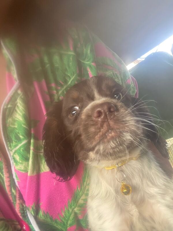 Puppies - Image 3 of 3