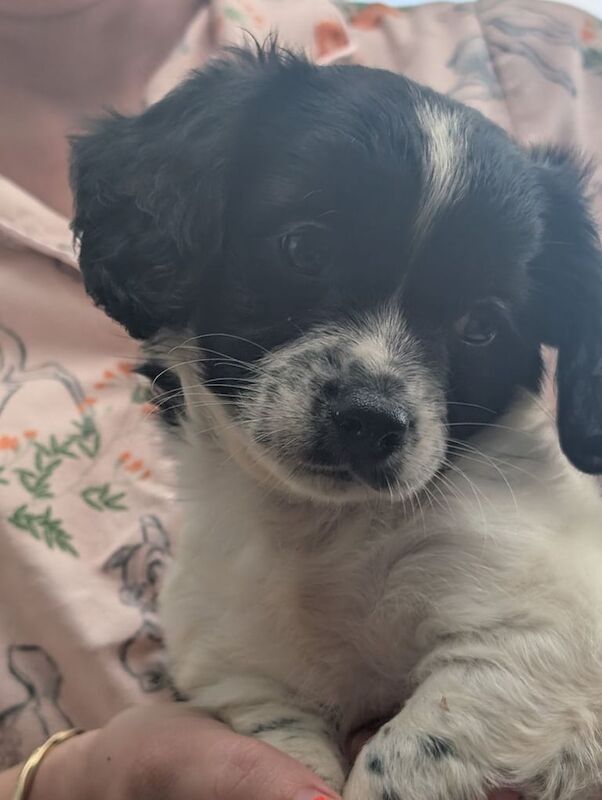 Cocker Spaniel puppies for sale in Grays, Essex – 8 weeks old