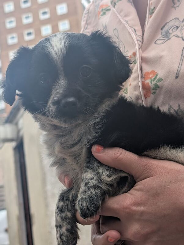 Cocker Spaniel puppies for sale in Grays, Essex – 11 weeks old - Image 3 of 3