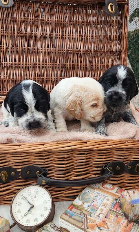 Cocker Spaniel puppies for sale in Musselburgh, East Lothian – KC registered, 7 weeks old - Image 2 of 3