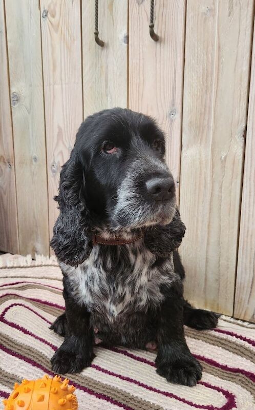 Cocker Spaniel puppies for sale in Musselburgh, East Lothian – KC registered, 7 weeks old - Image 3 of 3