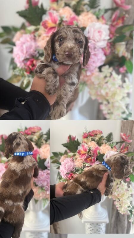 Cocker Spaniel puppies for sale in Middlesbrough, North Yorkshire – 8 weeks old