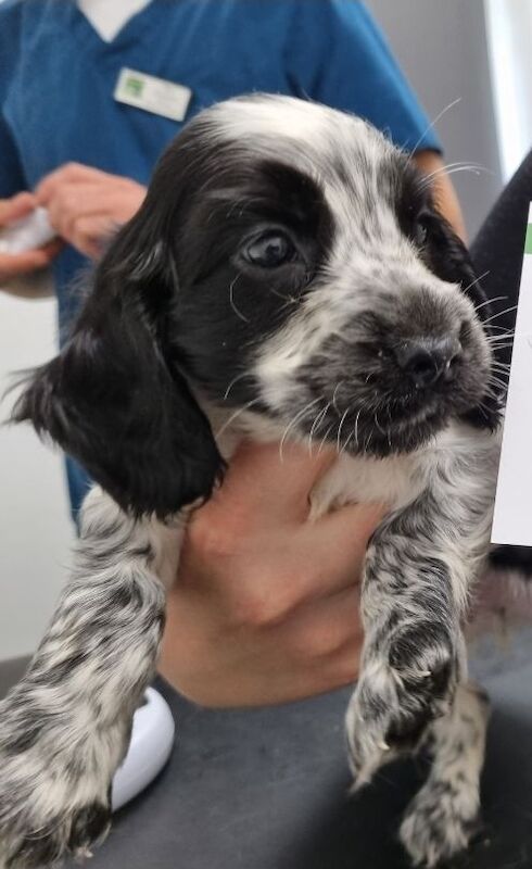 Cocker Spaniel puppies for sale in Llanelli, Dyfed – 9 weeks old