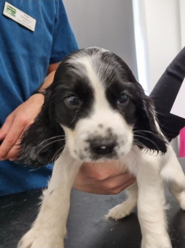 Cocker Spaniel puppies for sale in Llanelli, Dyfed – 9 weeks old - Image 2 of 3