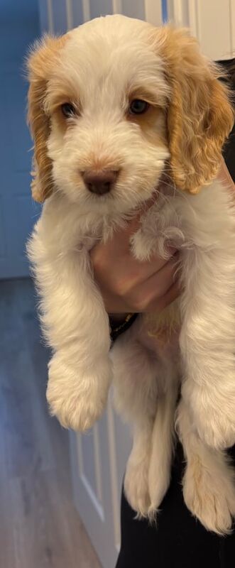 Cocker Spaniel puppies for sale in Aldershot, Hampshire – 8 weeks old