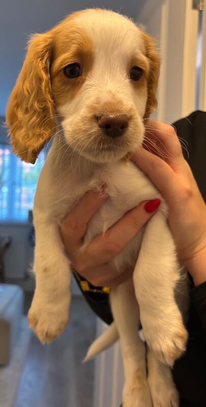 Cocker Spaniel puppies for sale in Aldershot, Hampshire – 9 weeks old - Image 2 of 3