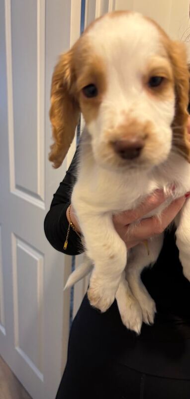 Cocker Spaniel puppies for sale in Aldershot, Hampshire – 9 weeks old - Image 3 of 3