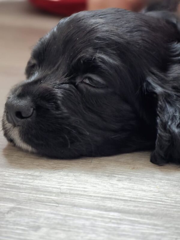 Cocker Spaniel puppies for sale in Chatham, Kent – 5 months old - Image 2 of 3