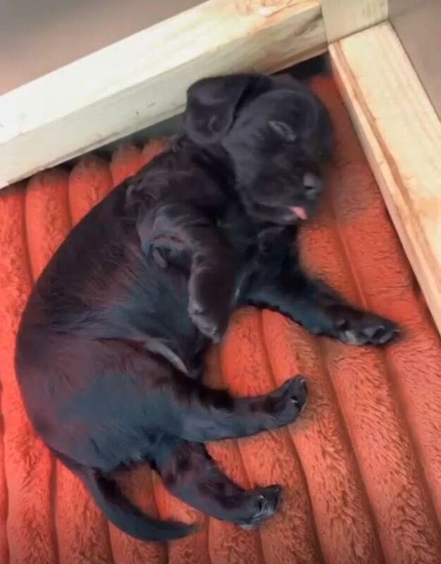 Cocker Spaniel Puppies For Sale