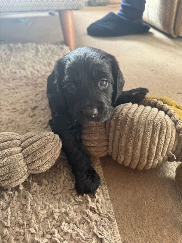 Puppy - Image 2 of 4