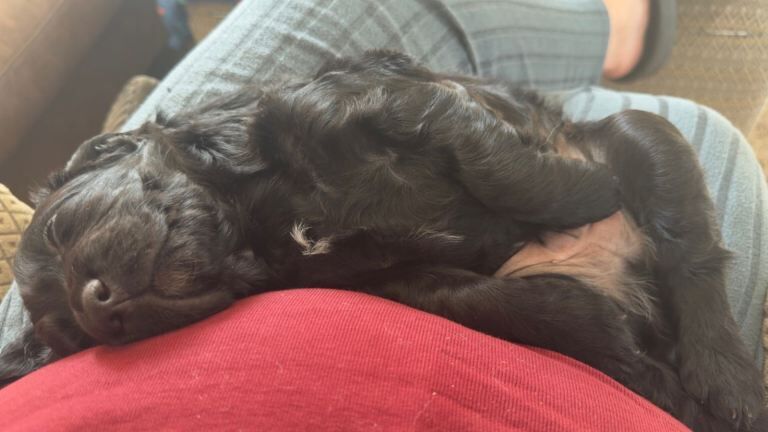 Puppy - Image 3 of 4