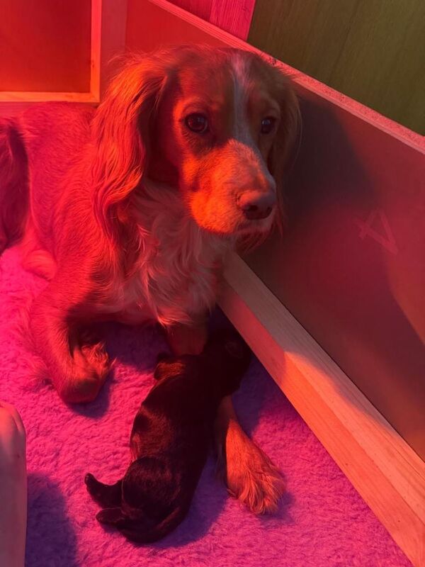 Puppy - Image 4 of 4