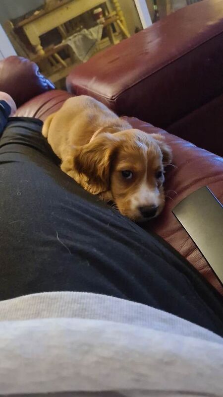 Puppy - Image 2 of 4