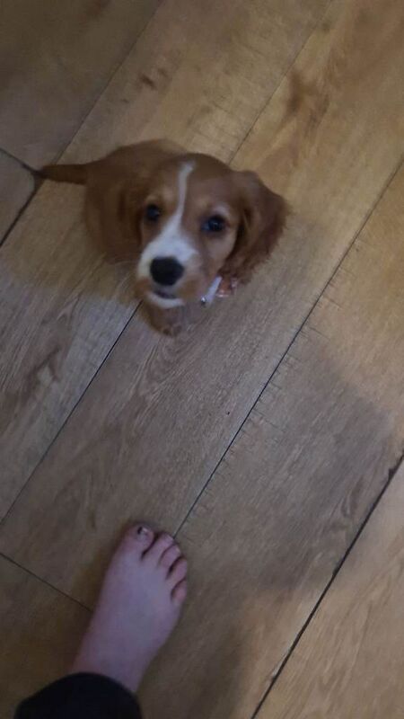 Puppy - Image 3 of 4