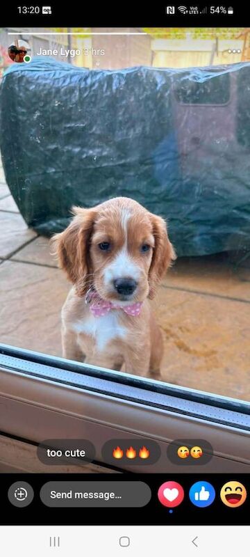 Puppy - Image 4 of 4