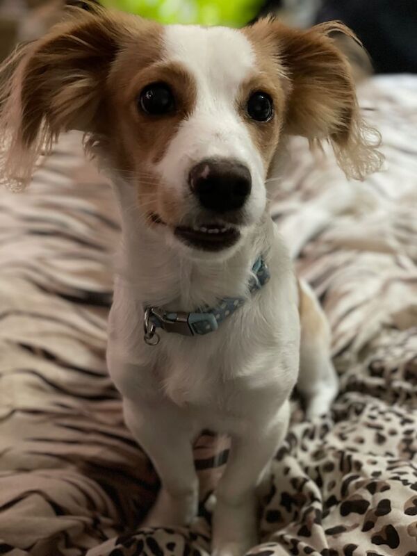 Puppy