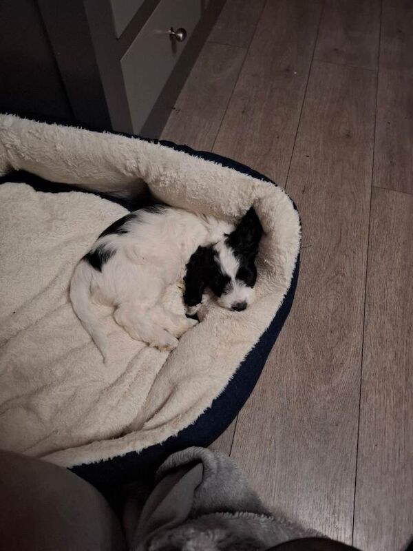 Puppy - Image 2 of 2