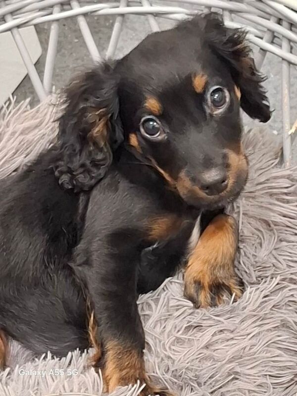 Cocker Spaniel puppies for sale in Randalstown, County Antrim – 3 months old
