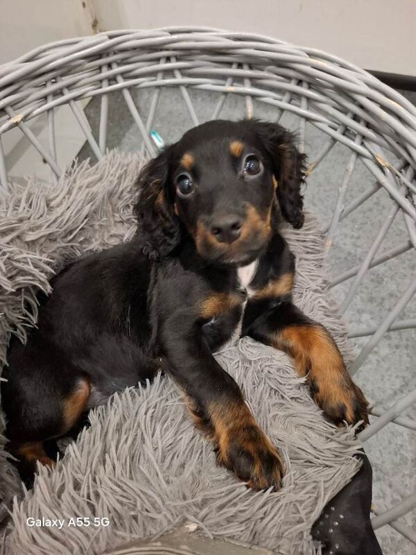 Puppy cooker spaneil - Image 2 of 4